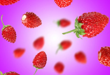 Taze olgun yabani çilekler menekşe eğimli arka planda