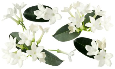 yasemin çiçekleri ve yapraklar beyaz üzerine izole edilmiş, set