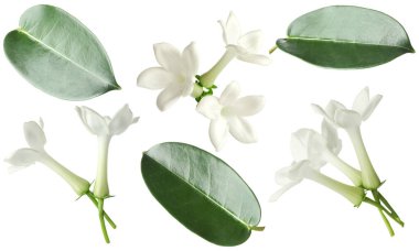 yasemin çiçekleri ve yapraklar beyaz üzerine izole edilmiş, set