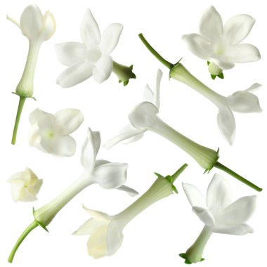 Küçük yasemin çiçekleri beyaza saçılmış.