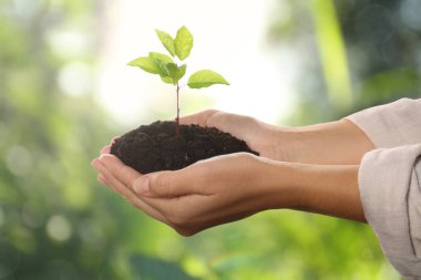 Yeşil filizli toprağı tutan kadın, yakın plan. Umut