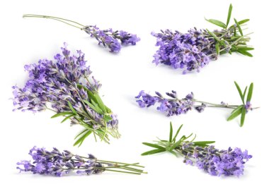 Beyaz, solgun kokulu lavanta çiçekleri.