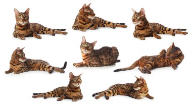 Beyaz arka planda Bengal kedisi, bir dizi fotoğraf. Sevimli hayvan.