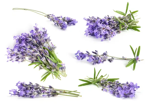 Beyaz, solgun kokulu lavanta çiçekleri.