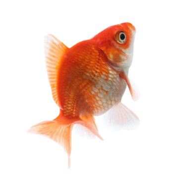 Küçük, güzel bir akvaryum balığı beyazda izole edilmiş.