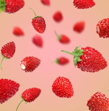 Taze olgun yabani çilekler pembe eğimli arka planda