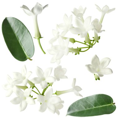 yasemin çiçekleri ve yapraklar beyaz üzerine izole edilmiş, set