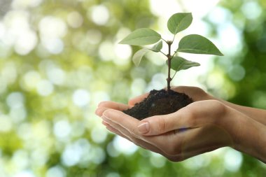 Yeşil filizli toprağı tutan kadın, yakın plan. Umut