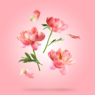 Güzel şakayık çiçekleri ve taç yaprakları pembe arka plana düşüyor.