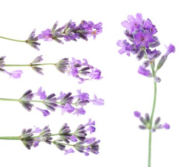 Beyaz, solgun kokulu lavanta çiçekleri.