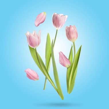 Güzel pembe lale çiçekleri ve yaprakları mavi arka planda