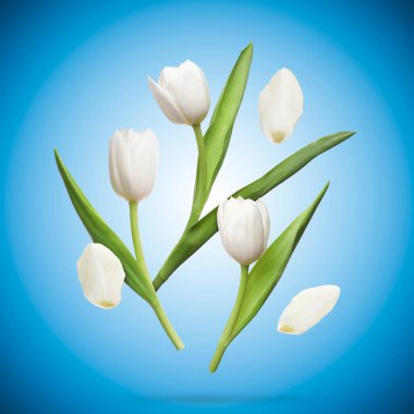 Güzel beyaz lale çiçekleri ve yaprakları mavi arka planda