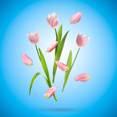 Güzel pembe lale çiçekleri ve yaprakları mavi arka planda