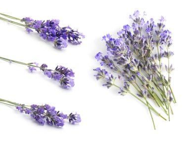 Beyaz, solgun kokulu lavanta çiçekleri.