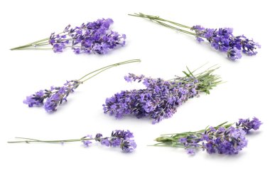 Beyaz, solgun kokulu lavanta çiçekleri.