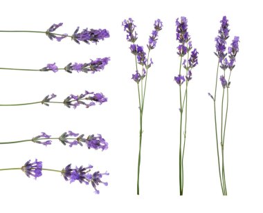 Beyaz, solgun kokulu lavanta çiçekleri.