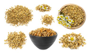 Kurumuş papatya çiçekleri beyazda izole edilmiş.