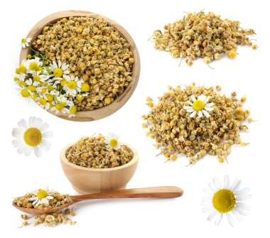 Kurumuş ve taze papatya çiçekleri beyaz sette izole edilmiş.