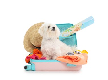 Evcil hayvan oteli. Beyaz arka planda kişisel eşyaları olan sevimli bir Maltese köpeği.