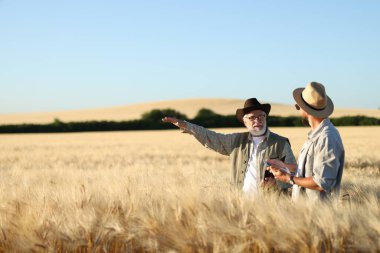 Olgun buğdaylı çiftçiler açık havada, metin için alan