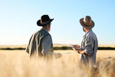 Olgun buğdaylı tarlada çiftçiler, arka manzara