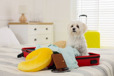 Evcil hayvan oteli. Bavulda sevimli bir Maltese köpeği ve yatağında kişisel eşyaları var.