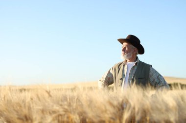 Olgun buğdayla tarlada kıdemli çiftçi açık havada, metin için alan