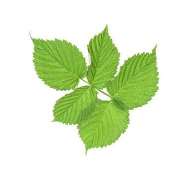 Yeşil ahududu yapraklı Sprig beyaz üzerine izole