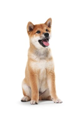 Şirin Shiba Inu köpeği beyaz arka planda oturuyor.