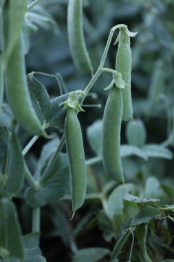 Olgun yeşil bezelye kabukları dışarıda büyüyor, yakın plan.