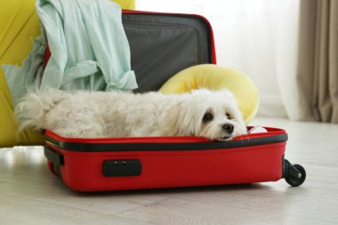 Evcil hayvan oteli. Bavulda şirin bir Maltese köpeği ve yerde kişisel eşyaları var.