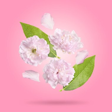 Pembe arka plana düşen güzel çiçekler ve taç yaprakları. Bahar çiçekleri