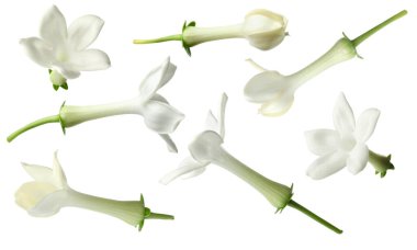 Küçük yasemin çiçekleri beyaza saçılmış.