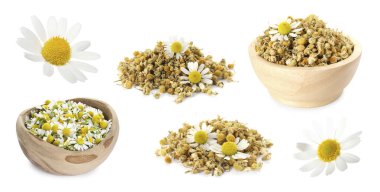 Kurumuş ve taze papatya çiçekleri beyaz sette izole edilmiş.