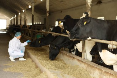Süt çiftliğinde içinde şirin inekler olan veteriner, seçici bir odak noktası.