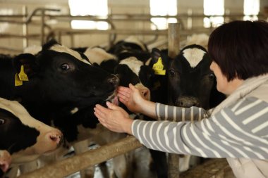 Süt çiftliğindeki ahırın içinde şirin inekleri olan çiftçi.