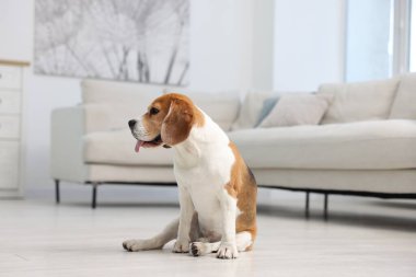 Evde yerde oturan sevimli Beagle köpeği.