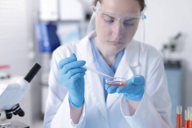 Laboratuvar ve seçici odak noktasında Petri kabında numuneyle çalışan bilim adamı