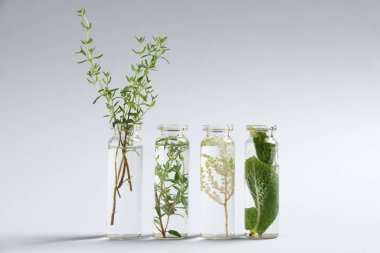 Açık gri arkaplan üzerinde farklı bitkiler bulunan temel yağlar