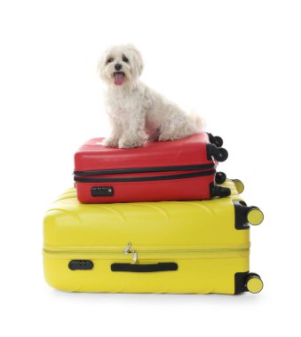 Evcil hayvan oteli. Beyaz arka planda şirin Malta köpeği ve bavulları.