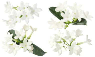 yasemin çiçekleri ve yapraklar beyaz üzerine izole edilmiş, set