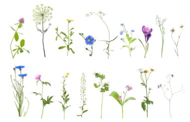 Beyazlar üzerinde izole edilmiş güzel çiçeklerin çeşitliliği