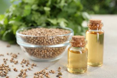 Kişniş yağı şişelerde, tohumlarda ve kişniş yapraklarında ışık masasında, yakın çekim