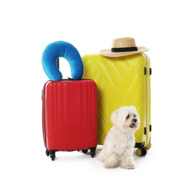 Evcil hayvan oteli. Beyaz arka planda kişisel eşyaları olan şirin Maltese köpeği ve bavullar.