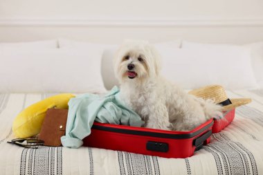 Evcil hayvan oteli. Bavulda sevimli bir Maltese köpeği ve yatağında kişisel eşyaları var.