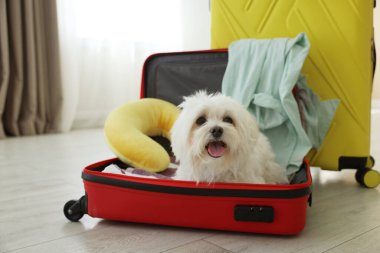 Evcil hayvan oteli. Bavulda şirin bir Maltese köpeği ve yerde kişisel eşyaları var.