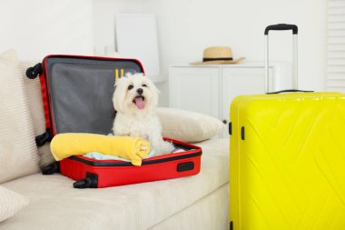 Evcil hayvan oteli. Kanepede kişisel eşyalarıyla birlikte bavuldaki şirin Maltese köpeği.