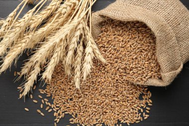 Çuval bezinde buğday taneleri ve siyah ahşap masada çivili kazıklar, düz uzanmış.