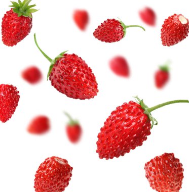 Taze olgun yabani çilekler beyaz arka planda