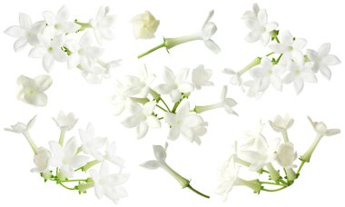 Küçük yasemin çiçekleri beyaza saçılmış.